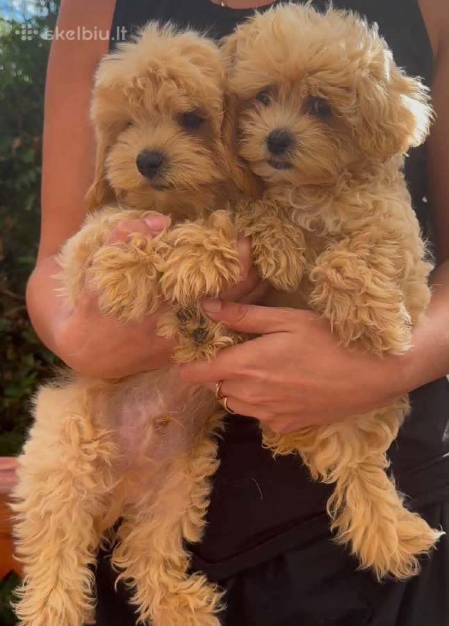 Maltipoo F1 - nuotraukos Nr. 3