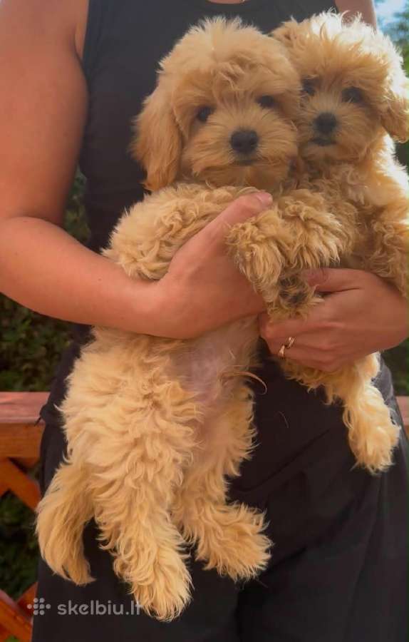 Maltipoo F1 - nuotraukos Nr. 4