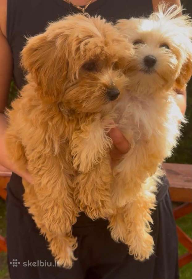 Maltipoo F1 - nuotraukos Nr. 5
