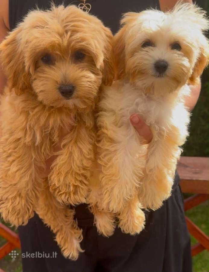 Maltipoo F1 - nuotraukos Nr. 6
