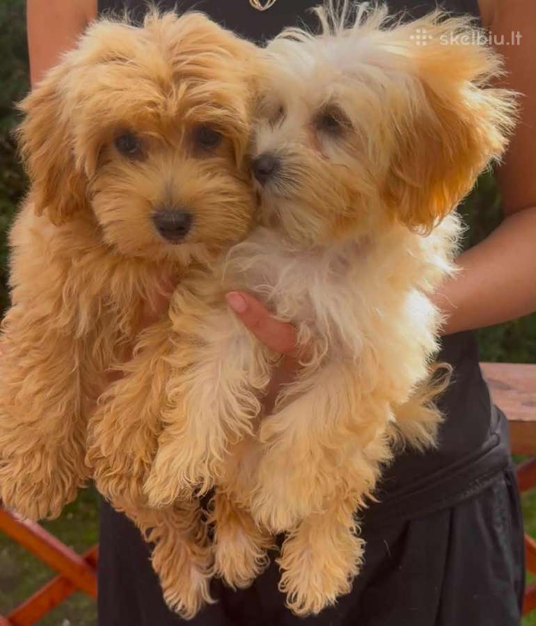 Maltipoo F1 - nuotraukos Nr. 7