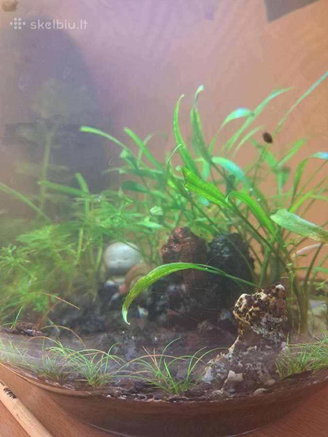 Natūralus, gyvas akvariumas (apvalus 13l) - nuotraukos Nr. 2