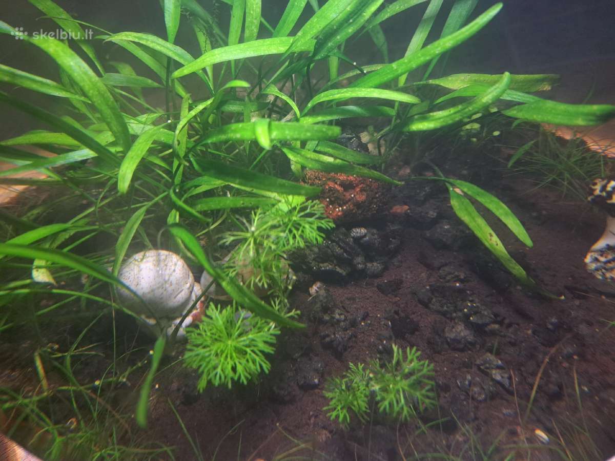 Natūralus, gyvas akvariumas (apvalus 13l) - nuotraukos Nr. 3