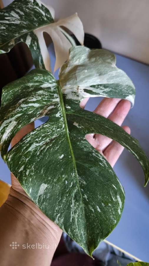Monstera albo variegata - nuotraukos Nr. 2