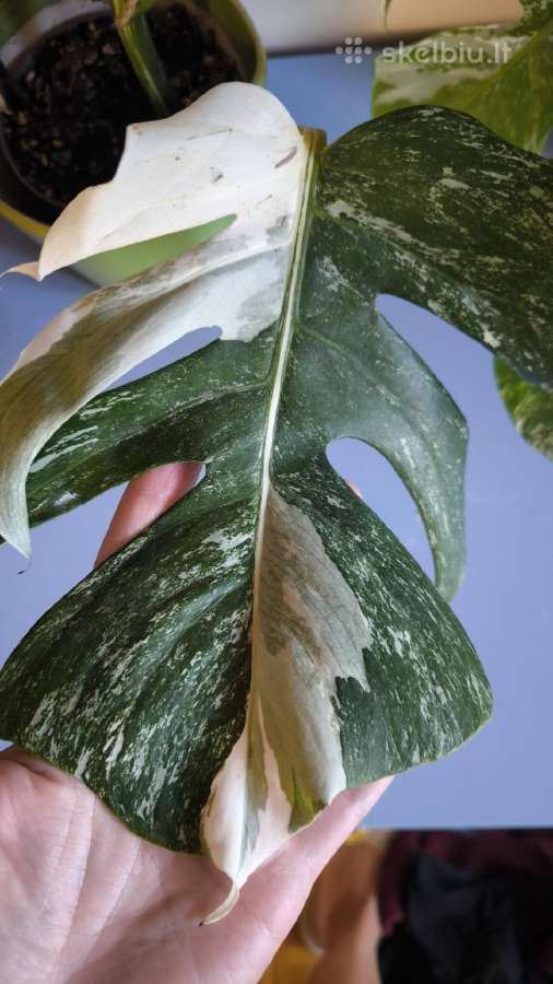Monstera albo variegata - nuotraukos Nr. 3