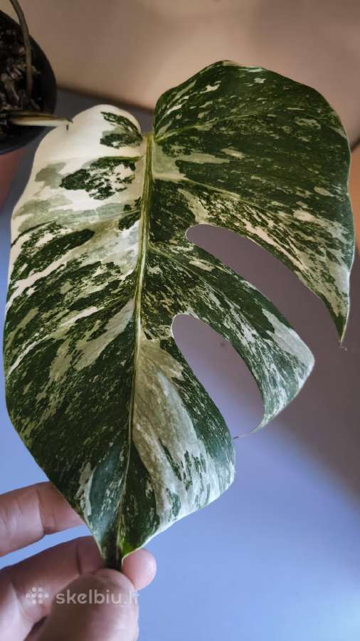 Monstera albo variegata - nuotraukos Nr. 4