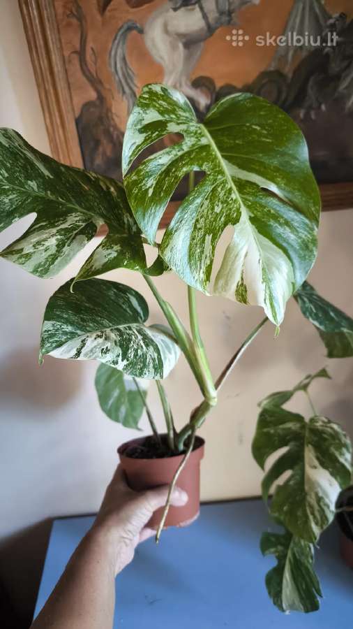 Monstera albo variegata - nuotraukos Nr. 5