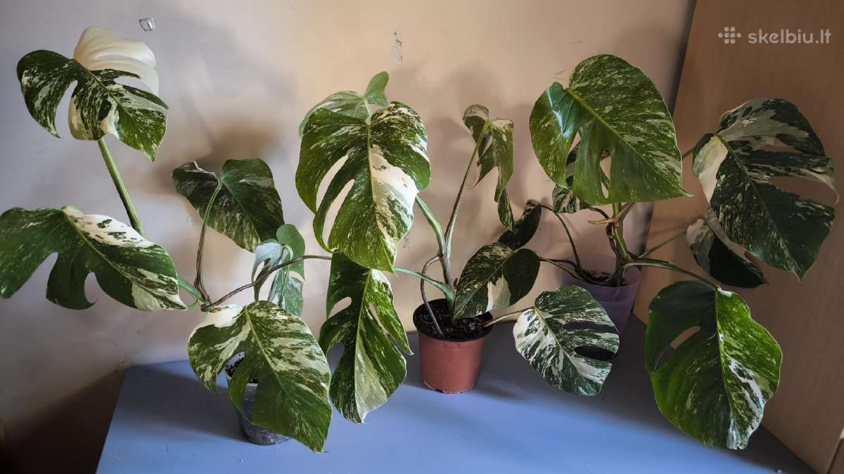 Monstera albo variegata - nuotraukos Nr. 6