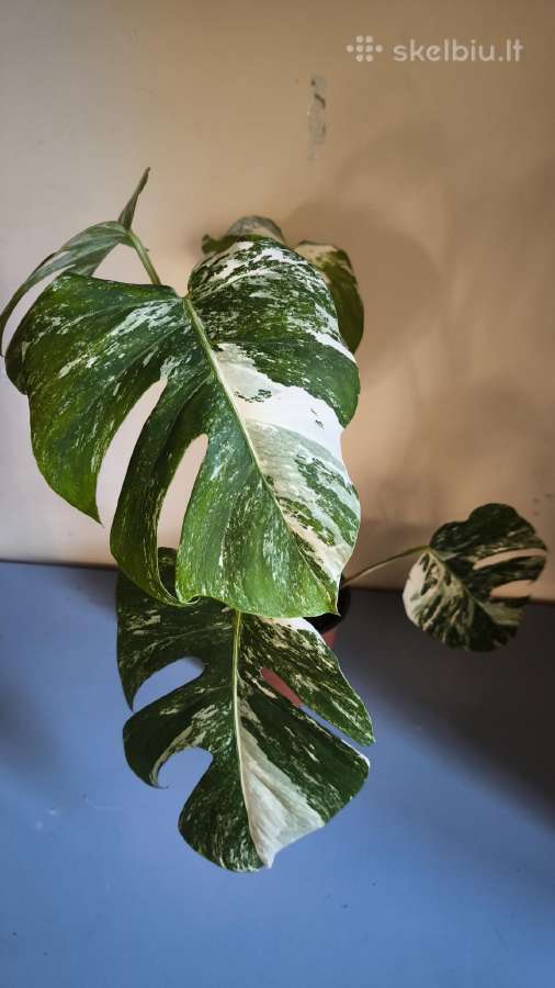 Monstera albo variegata - nuotraukos Nr. 7