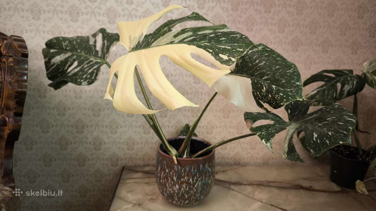 Monstera albo variegata - nuotraukos Nr. 8