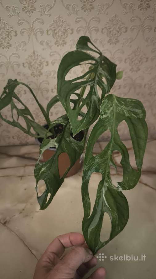 Monstera albo variegata - nuotraukos Nr. 9