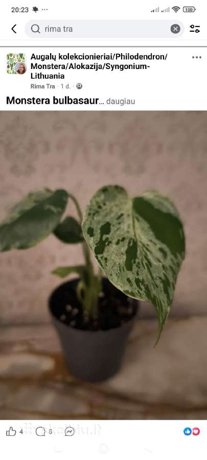 Monstera albo variegata - nuotraukos Nr. 10
