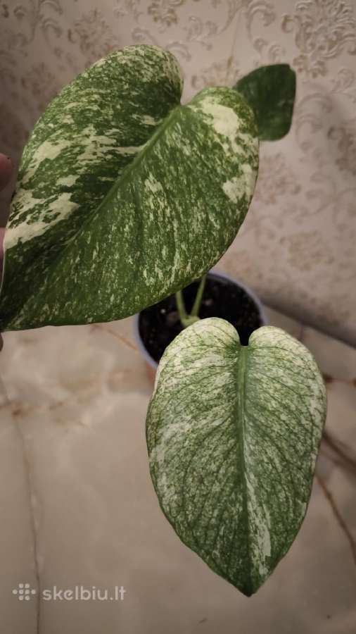 Monstera albo variegata - nuotraukos Nr. 11