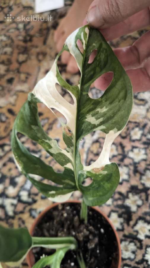 Monstera albo variegata - nuotraukos Nr. 12