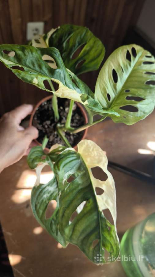 Monstera albo variegata - nuotraukos Nr. 13