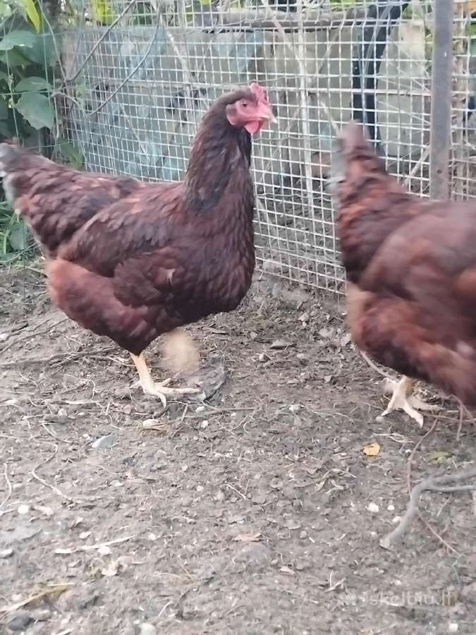 Parduodu juodu australorpu,kornisu juodai krastuot - nuotraukos Nr. 28