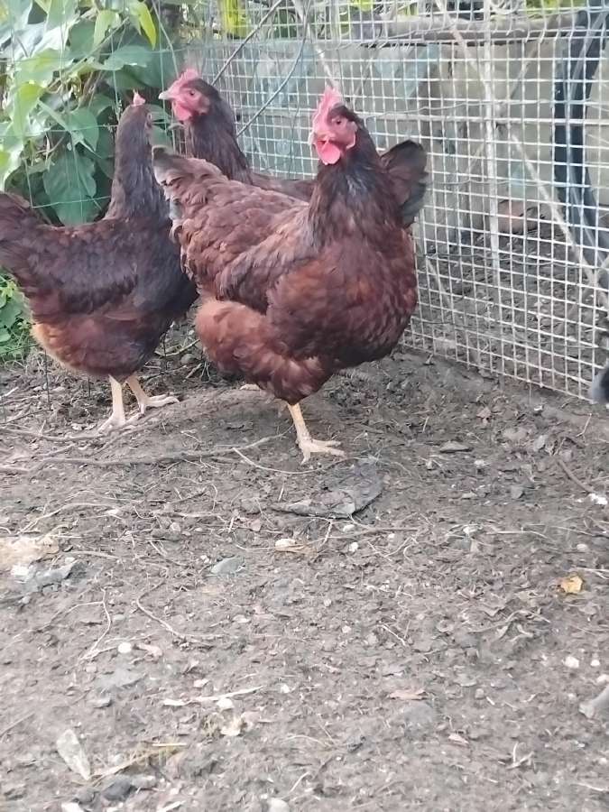 Parduodu juodu australorpu,kornisu juodai krastuot - nuotraukos Nr. 29