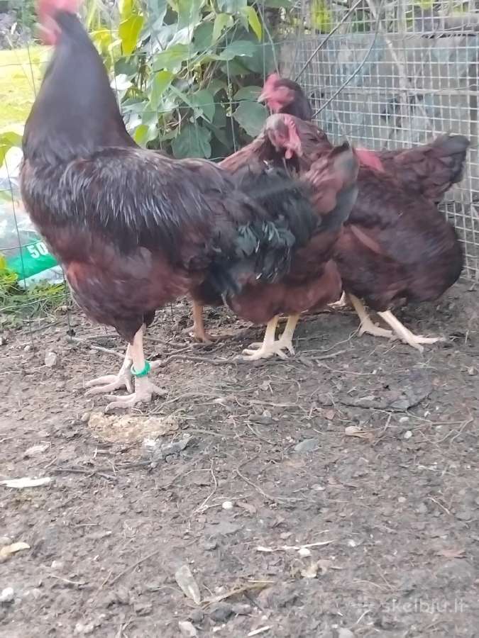 Parduodu juodu australorpu,kornisu juodai krastuot - nuotraukos Nr. 30