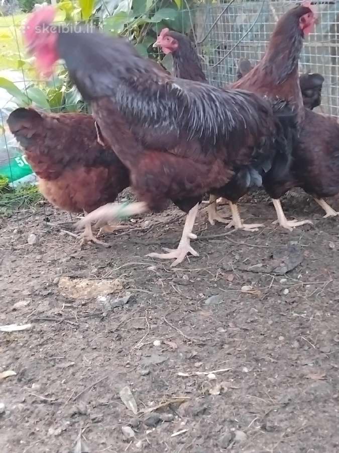 Parduodu juodu australorpu,kornisu juodai krastuot - nuotraukos Nr. 32