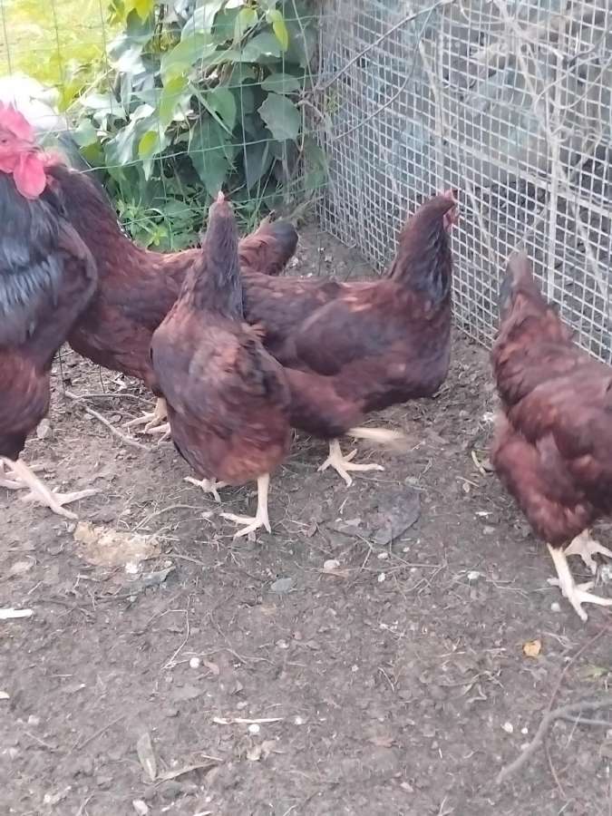 Parduodu juodu australorpu,kornisu juodai krastuot - nuotraukos Nr. 33