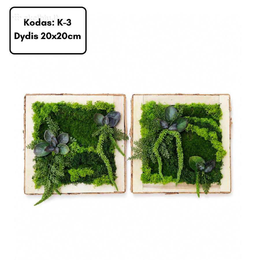 Samanų paveikslai ir dekoracijos, stabilizuotos - nuotraukos Nr. 23