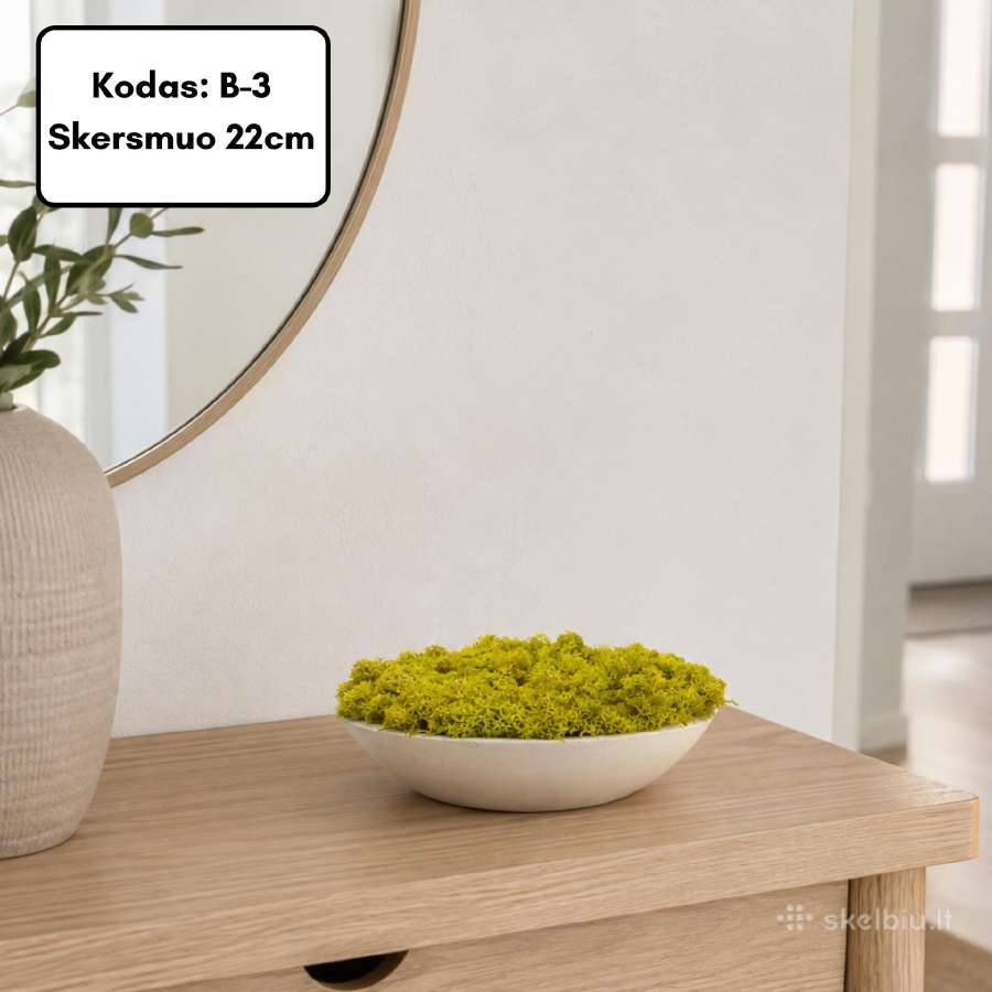 Samanų paveikslai ir dekoracijos, stabilizuotos - nuotraukos Nr. 31