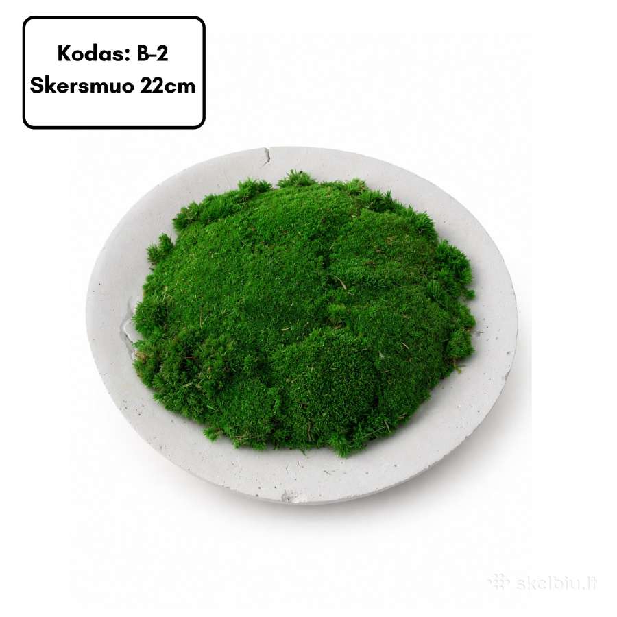 Samanų paveikslai ir dekoracijos, stabilizuotos - nuotraukos Nr. 34