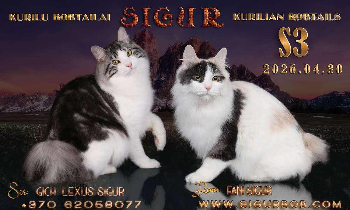 Kurilų bobteilų veislynas Sigur-kačiukai šeimai - nuotraukos Nr. 2