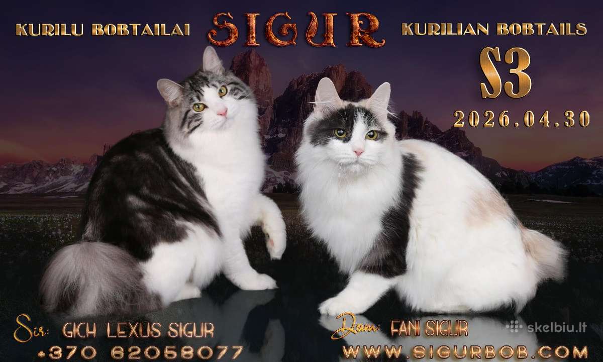 Kurilų bobteilų veislynas Sigur - kačiukai šeimai - nuotraukos Nr. 2