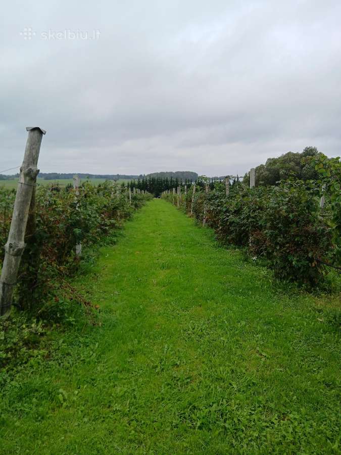 Šaldytos Gervuoges - nuotraukos Nr. 2