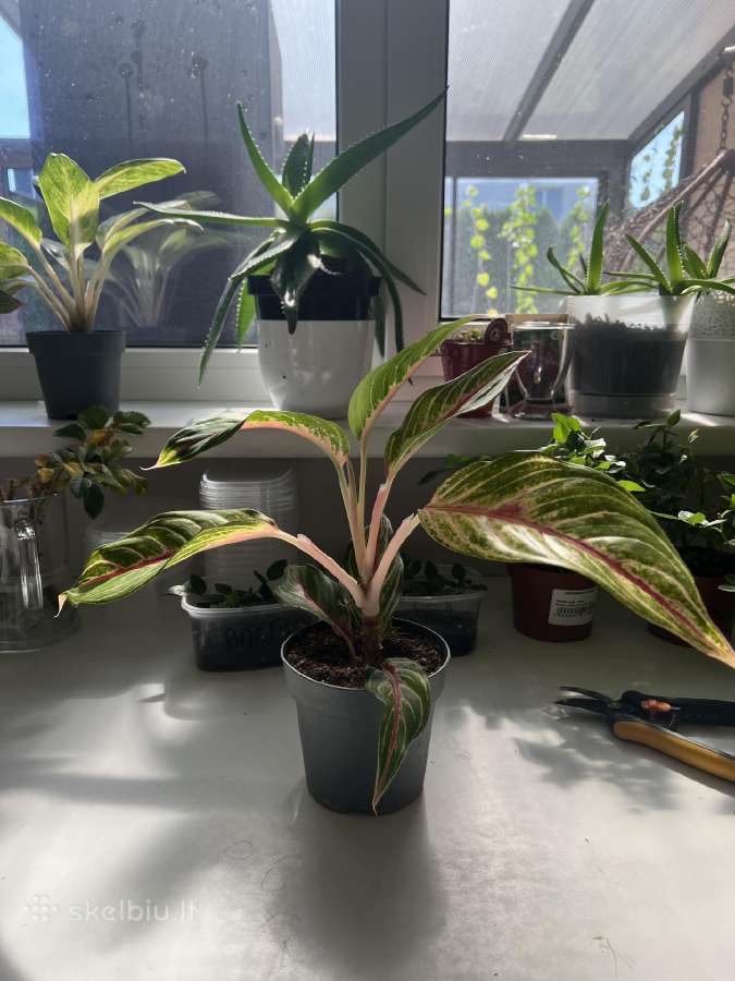 Aglaonema “siam aurora - nuotraukos Nr. 2