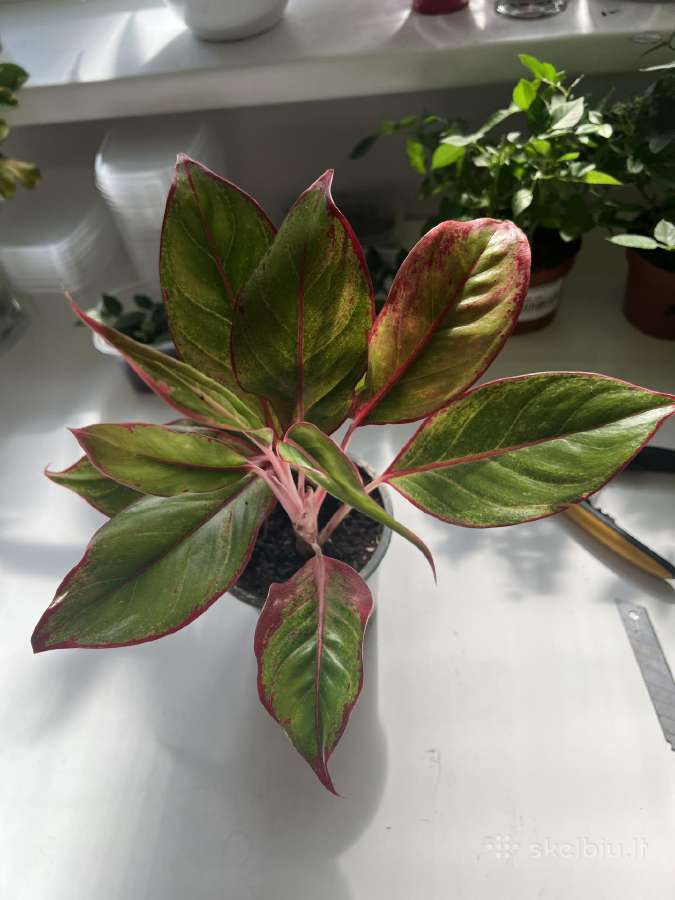 Aglaonema 'Crete' - nuotraukos Nr. 2