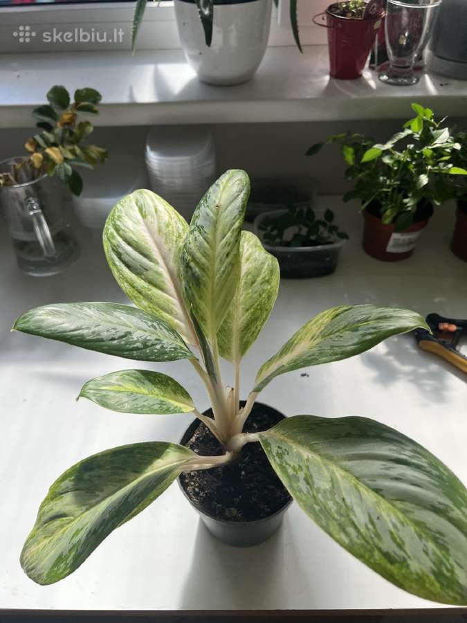 Aglaonema 'White Joy' - nuotraukos Nr. 2