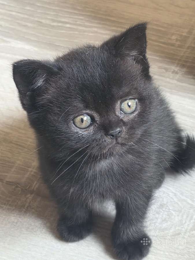 Juodos spalvos britų trumpaplaukiai kačiukai - nuotraukos Nr. 3