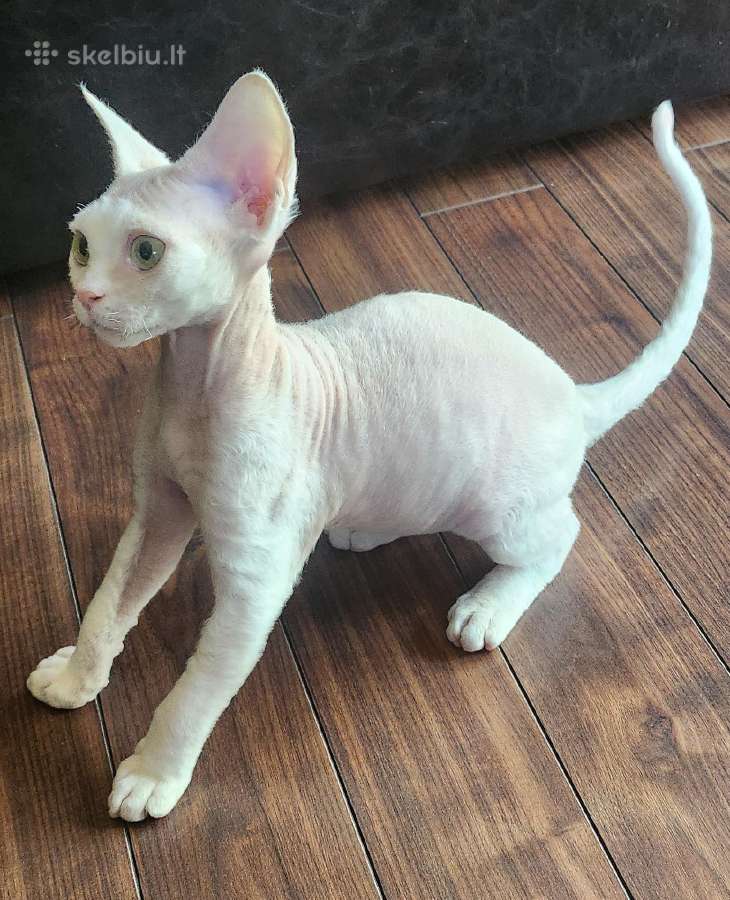 Devon Rex - nuotraukos Nr. 2