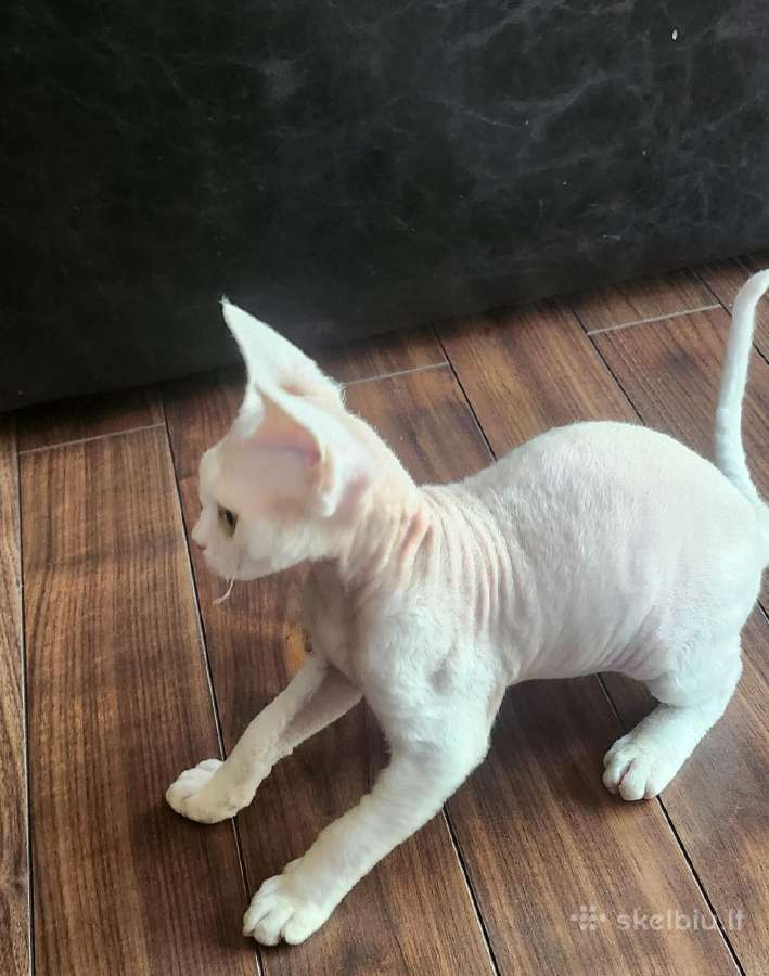 Devon Rex - nuotraukos Nr. 3