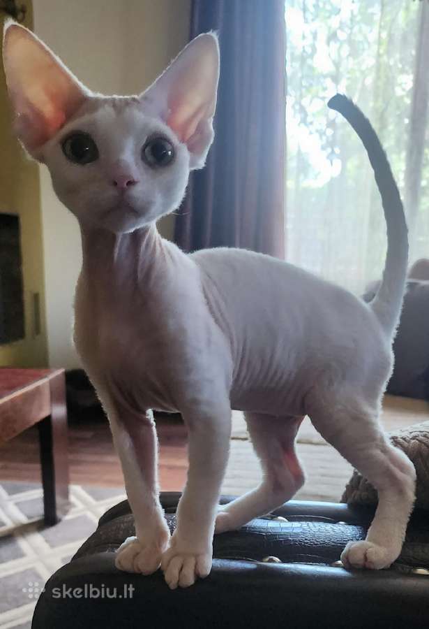 Devon Rex - nuotraukos Nr. 4