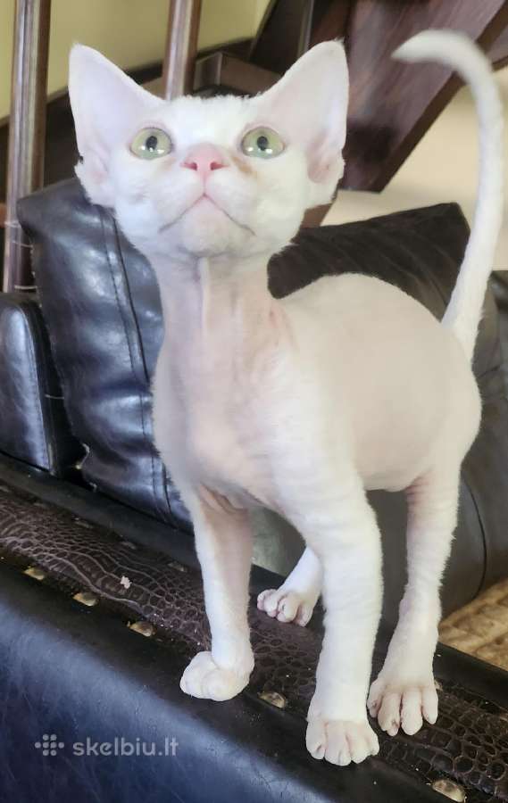 Devon Rex - nuotraukos Nr. 5
