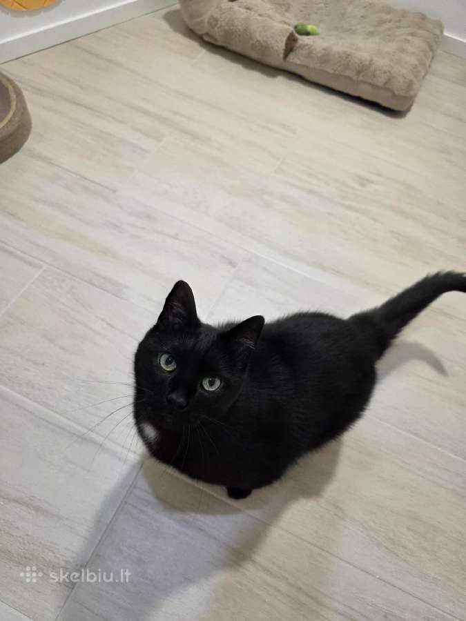 Ieškome mylinčių,atsakingų namų 11 metų katinui - nuotraukos Nr. 4