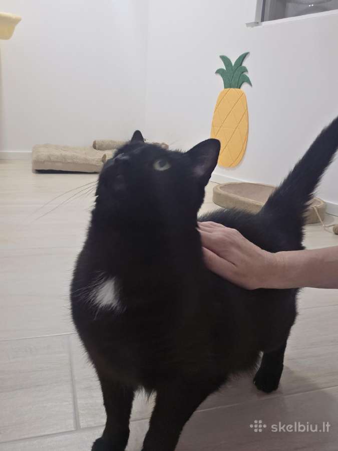 Ieškome mylinčių,atsakingų namų 11 metų katinui - nuotraukos Nr. 9