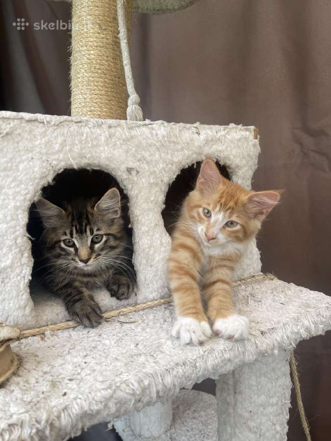 Nebrangiai parduodami - nuotraukos Nr. 3