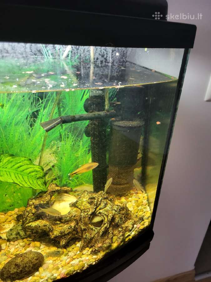 Parduodam akvariumą su spintele - nuotraukos Nr. 5