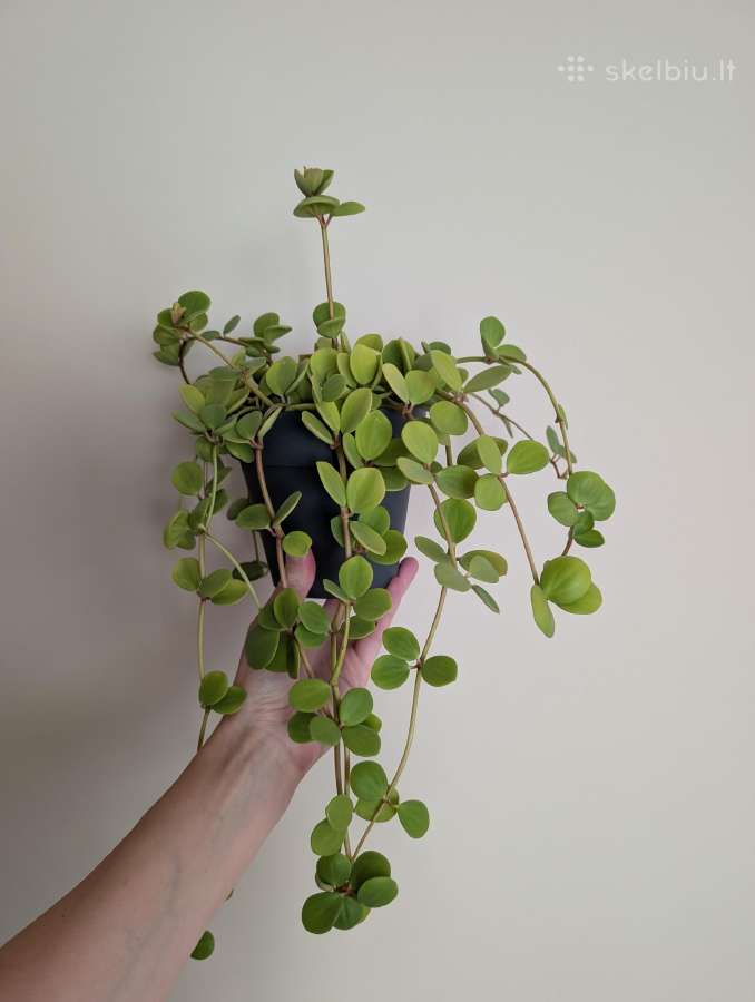 Peperomia hope - nuotraukos Nr. 2