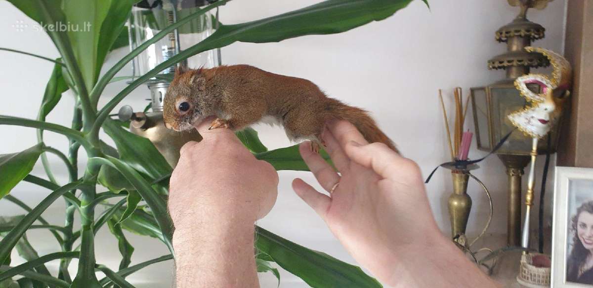 Vovere Red American squirrel - nuotraukos Nr. 3