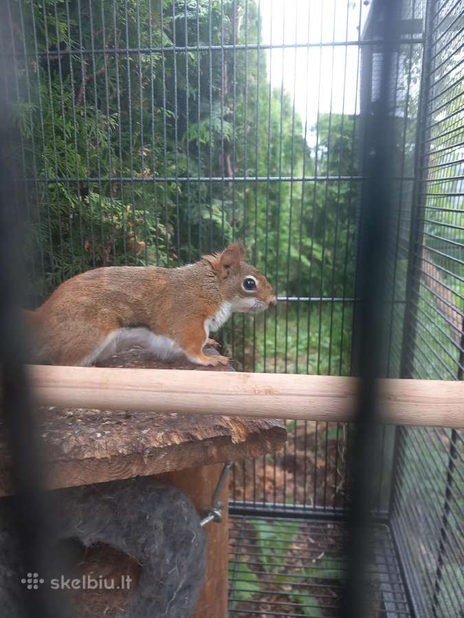 Vovere Red American squirrel - nuotraukos Nr. 4