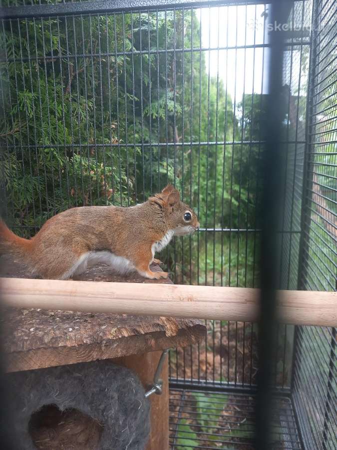 Vovere Red American squirrel - nuotraukos Nr. 5