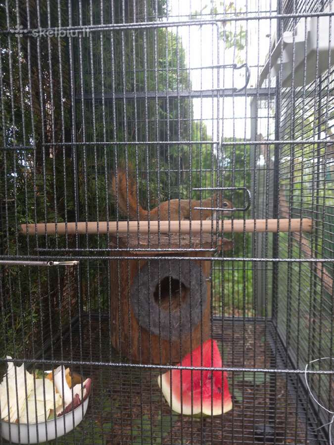 Vovere Red American squirrel - nuotraukos Nr. 6