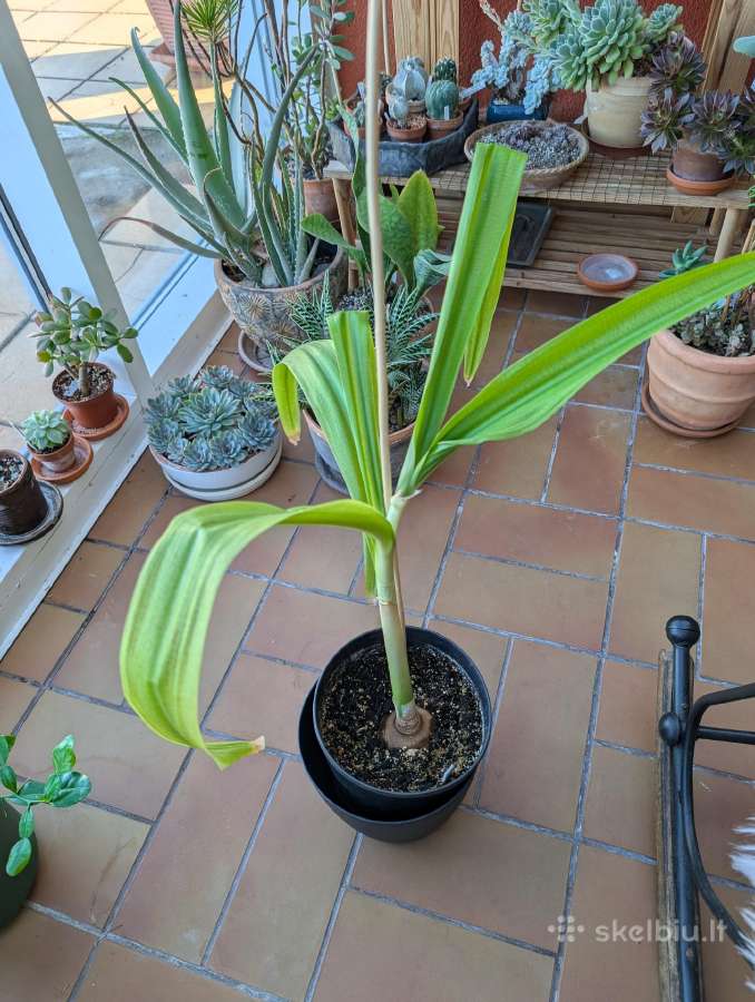 Krinas (crinum) amarilių šeimos, žydi - nuotraukos Nr. 2