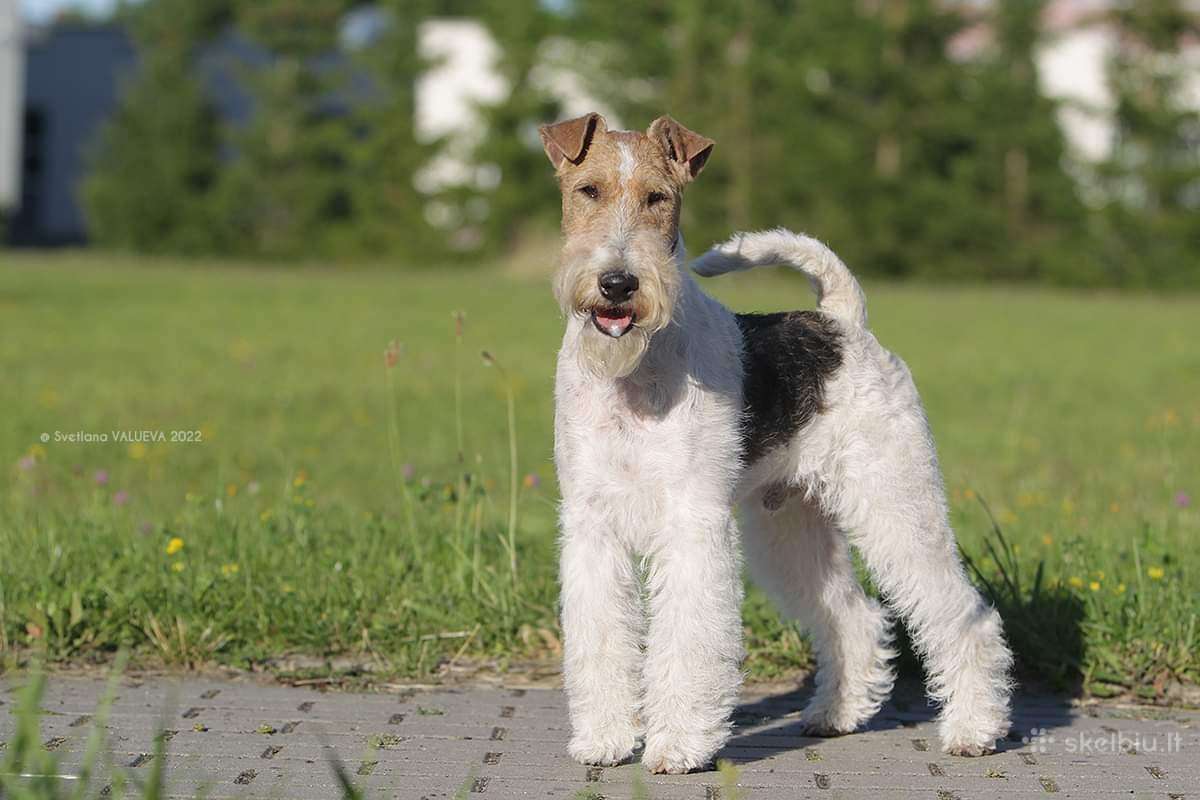 Foksterjerai, šiurkščiaplaukiai foksterjerai - nuotraukos Nr. 24