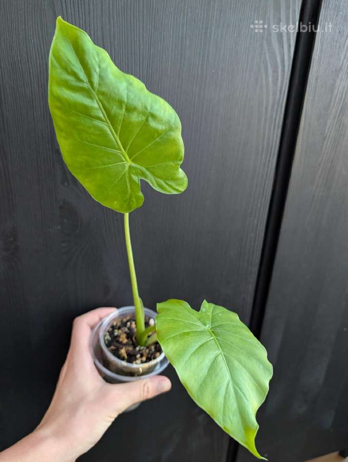 Alokazija - nuotraukos Nr. 2